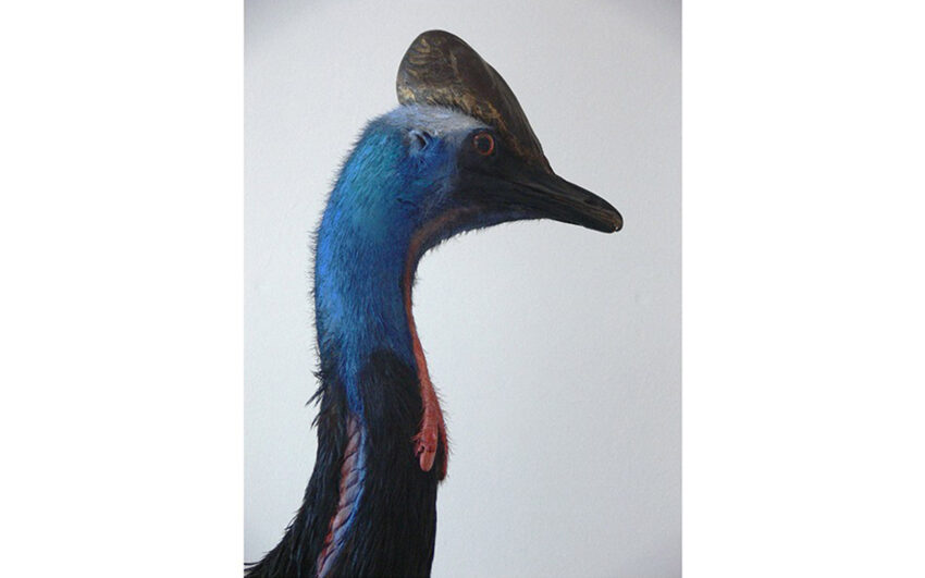 Tq Basim Magdy Cassowarius Rex 2015